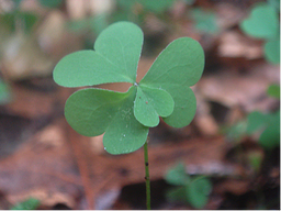 Four-Leaf Clover