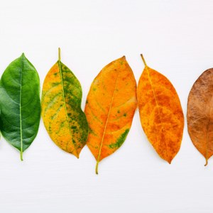 leaves in different stages of decay