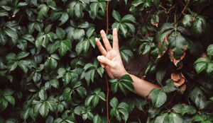 A hand holding up three fingers against a background of leaves