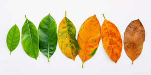 seven leaves at different levels of decay from green to brown