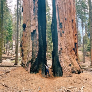 sequoia-1