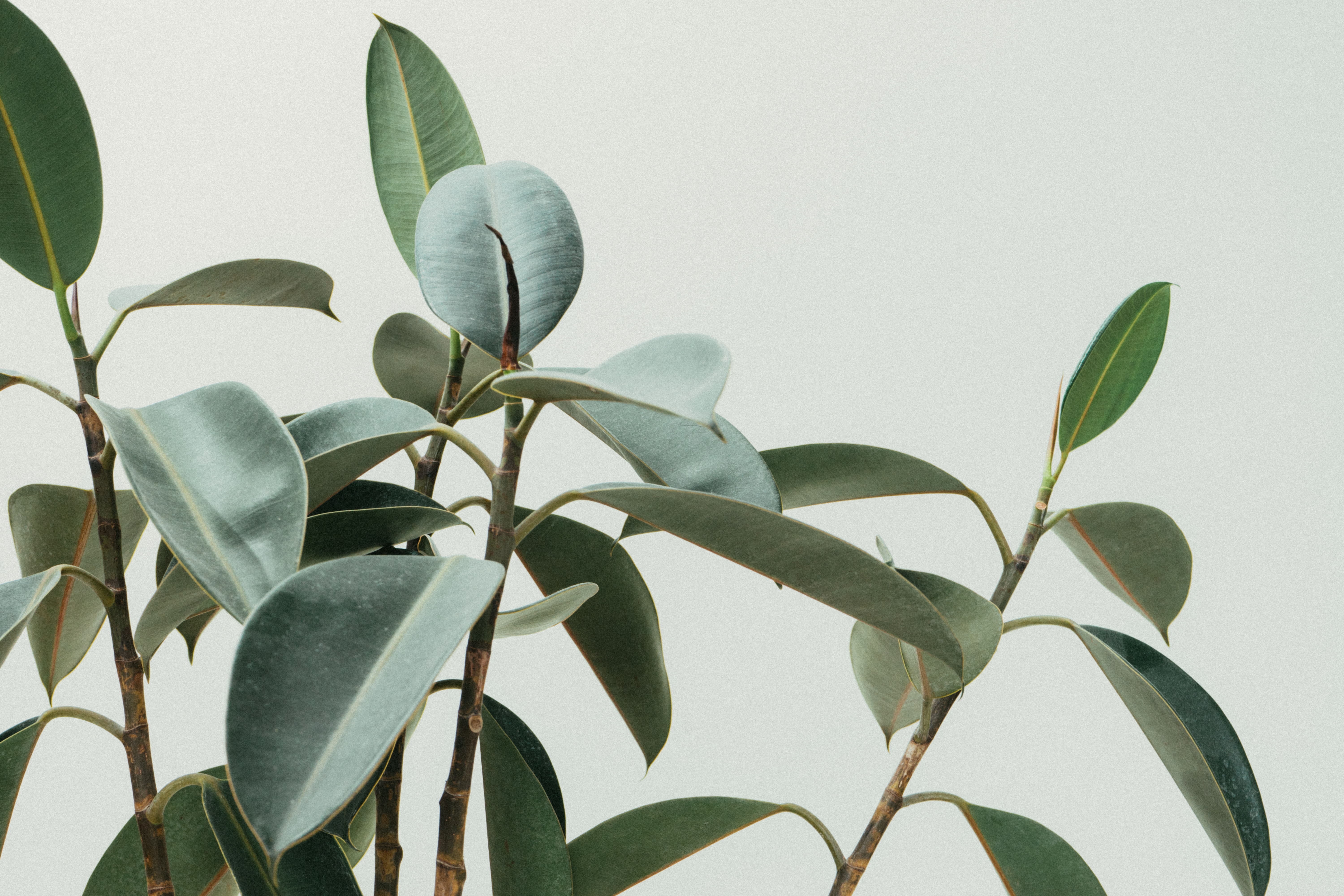 Banner_01